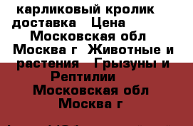 карликовый кролик.   доставка › Цена ­ 1 000 - Московская обл., Москва г. Животные и растения » Грызуны и Рептилии   . Московская обл.,Москва г.